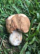 Image of Boletus atkinsonii Peck 1905