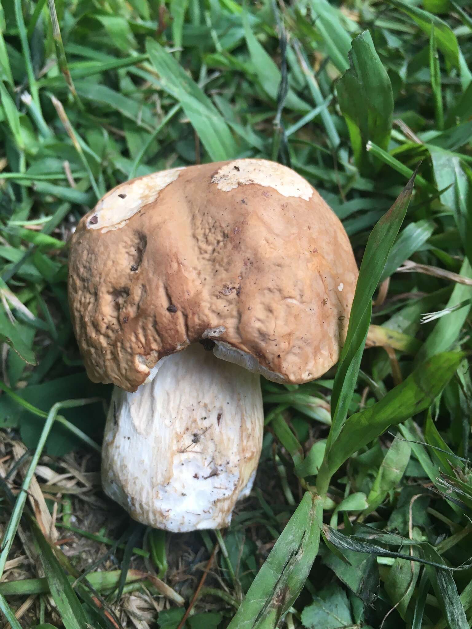 Image of Boletus atkinsonii Peck 1905