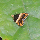 Image of Choreutis argyroxantha Meyrick 1938