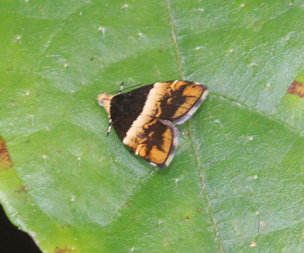 Image of Choreutis argyroxantha Meyrick 1938