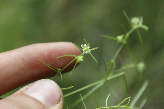 صورة Triplateia diffusa Bartl.