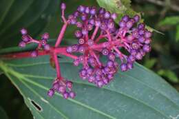 Image of Medinilla speciosa (Reinw. ex Bl.) Bl.