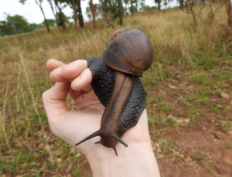 Image de Lissachatina glutinosa