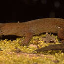 Image of Colombian Clawed Gecko