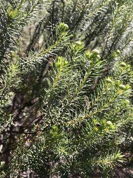 Image of Baccharis aliena (Spreng.) Joch. Müll.