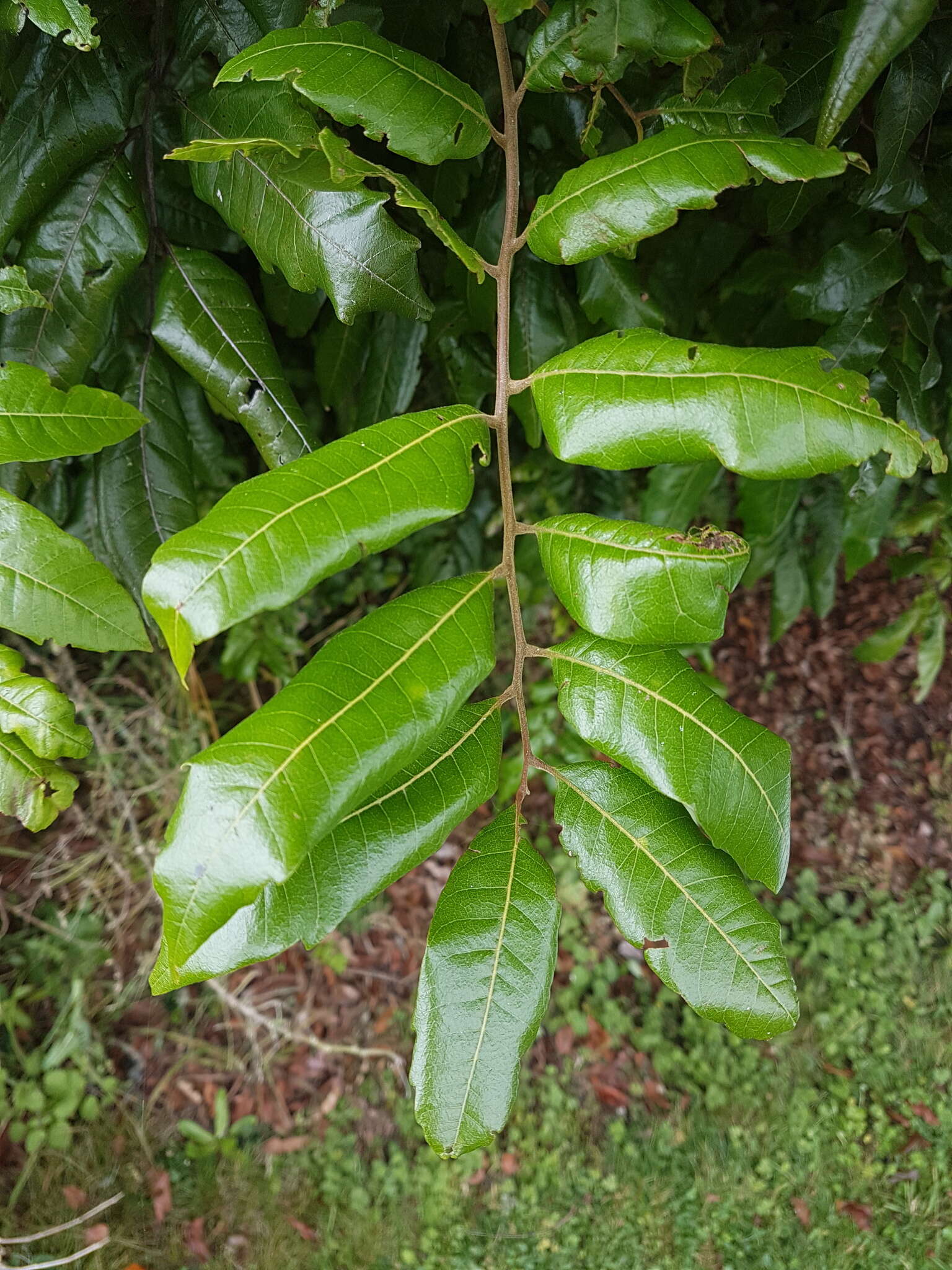 Image of Alectryon excelsus subsp. excelsus