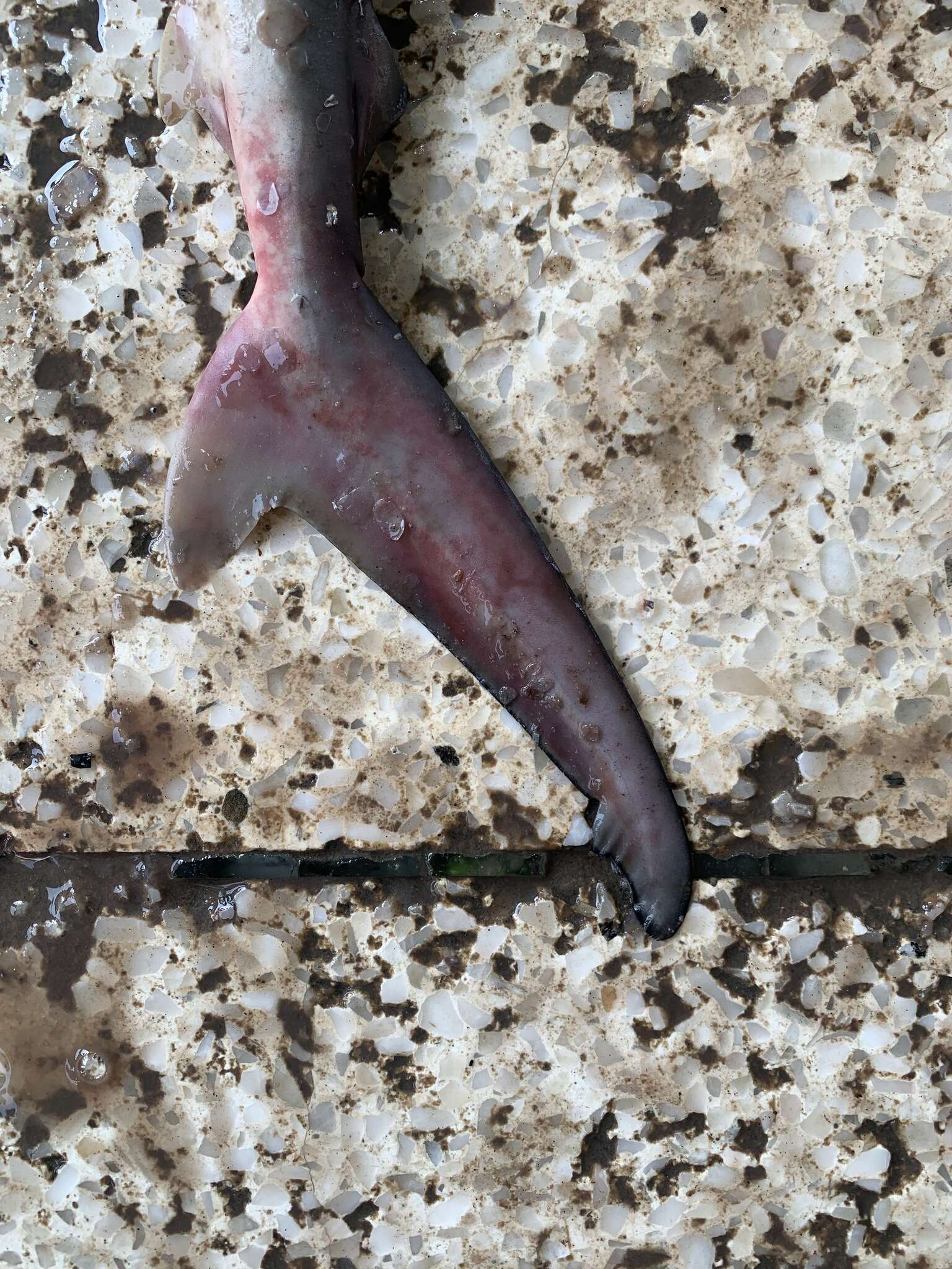 Image de Requin nene pointe