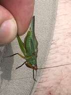 Image of Black-legged Meadow Katydid