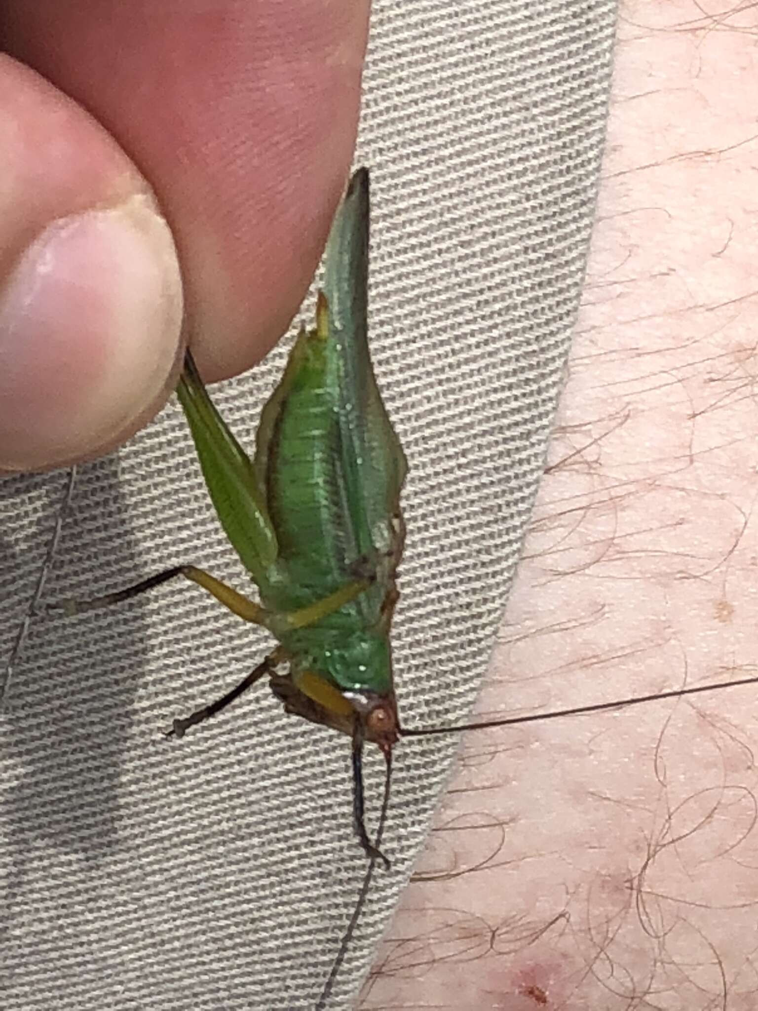 Image of Black-legged Meadow Katydid