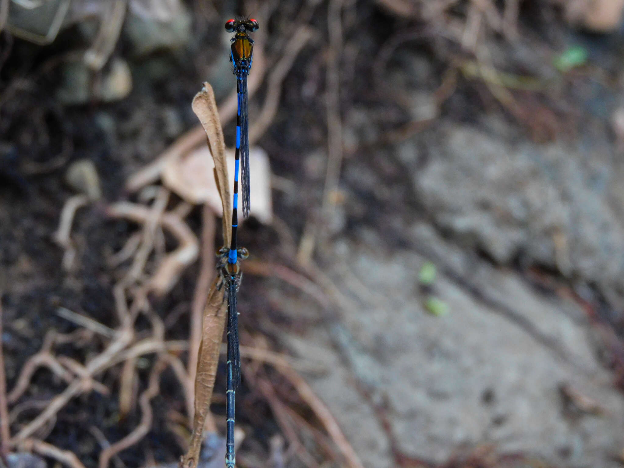 Argia cupraurea Calvert 1902 resmi