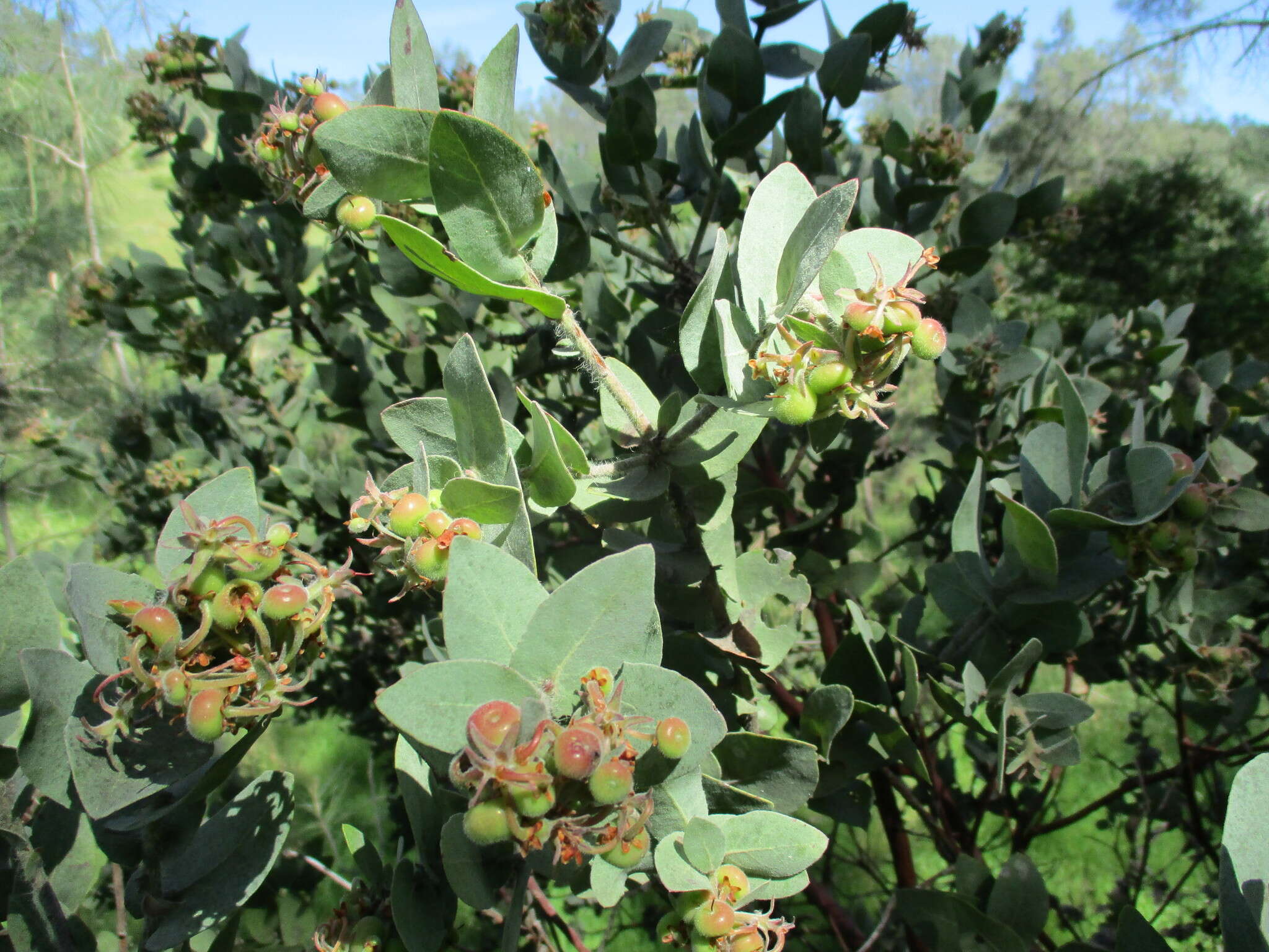 Слика од Arctostaphylos auriculata Eastw.