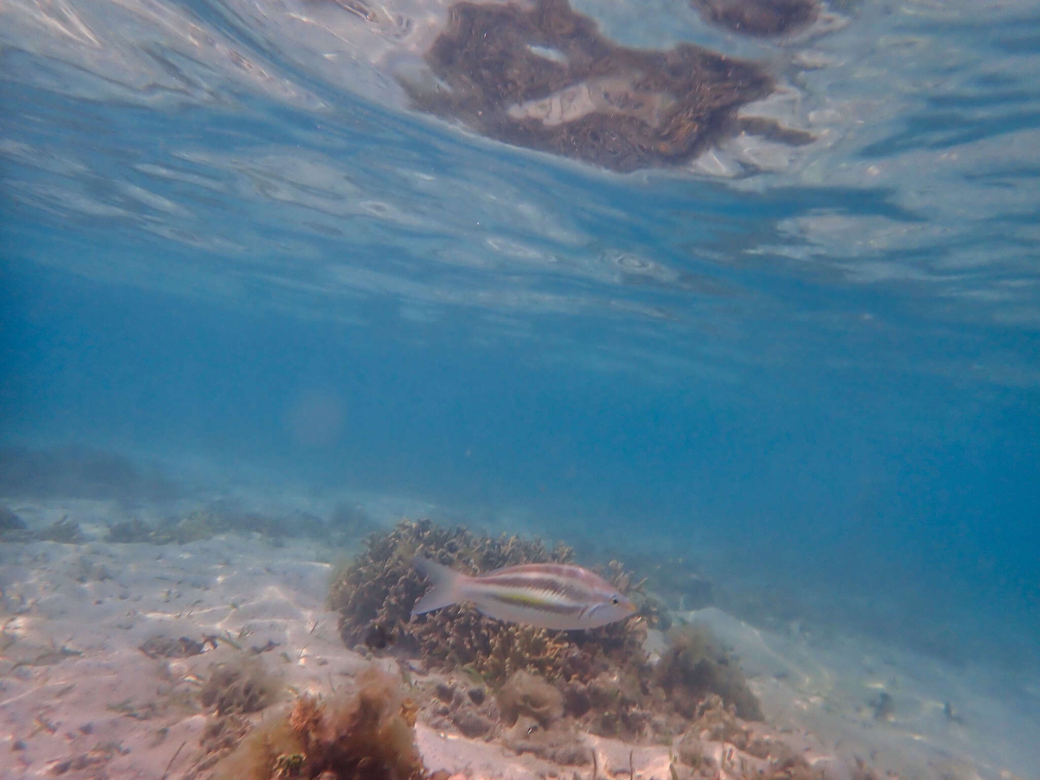 Image of Three-striped whiptail