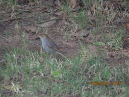 Imagem de Cisticola fulvicapilla dumicola Clancey 1983