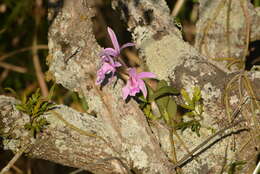 Image of Cattleya intermedia Graham ex Hook.