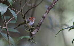 Image of Sunda Warbler