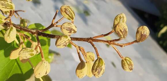 Image of Paulownia fortunei (Seem.) Hemsl.