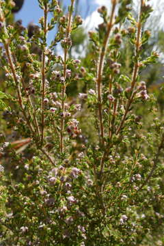 Image of Erica cordata var. cordata