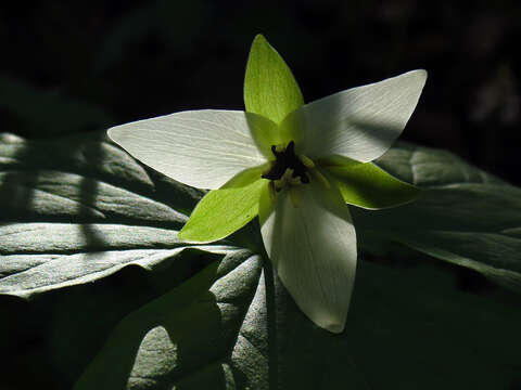 Image of Trillium erectum var. album (Michx.) Pursh