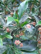 Imagem de Euonymus laxiflorus Champ. ex Benth.