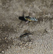 Image of Cicindela (Cicindelidia) senilis G. Horn 1867