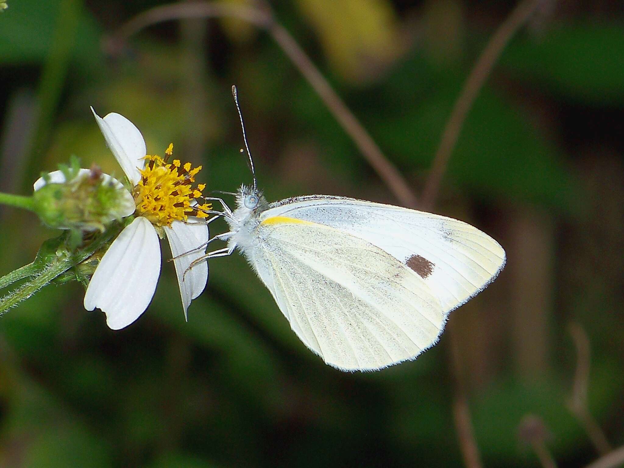 Image of <i>Pieris <i>canidia</i></i> canidia