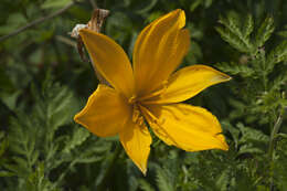 Image of Amur daylily