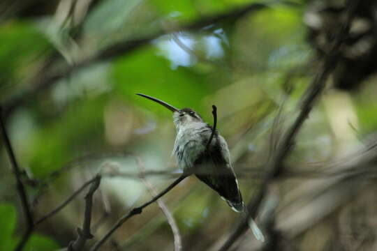 Phaethornis hispidus (Gould 1846) resmi