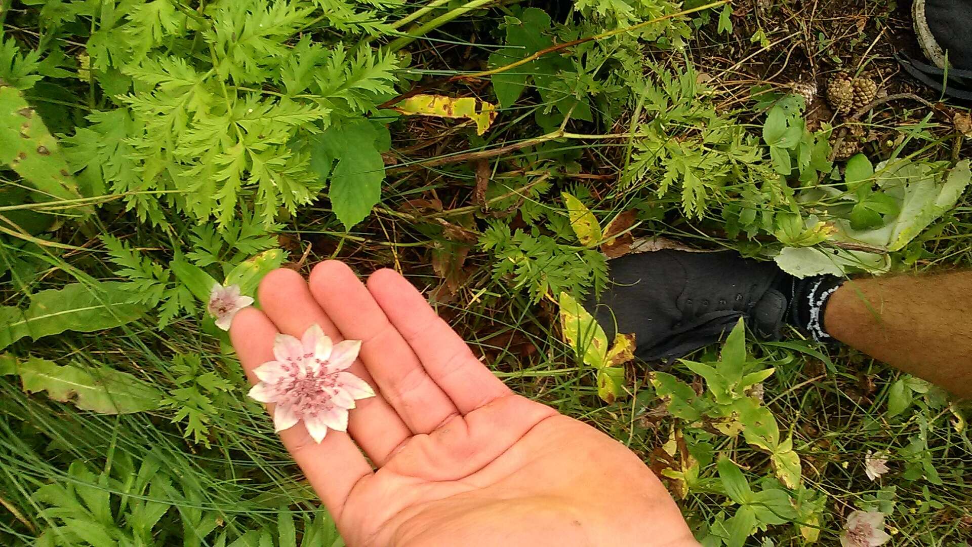 Imagem de Astrantia maxima Pall.