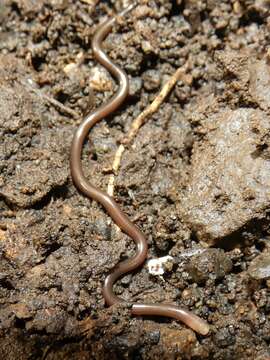 Image of Lesser blind snakes