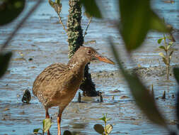 Image of Mangrove Rail