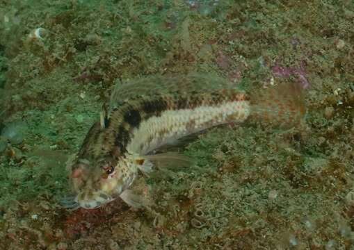 Image of Snyder's sandperch