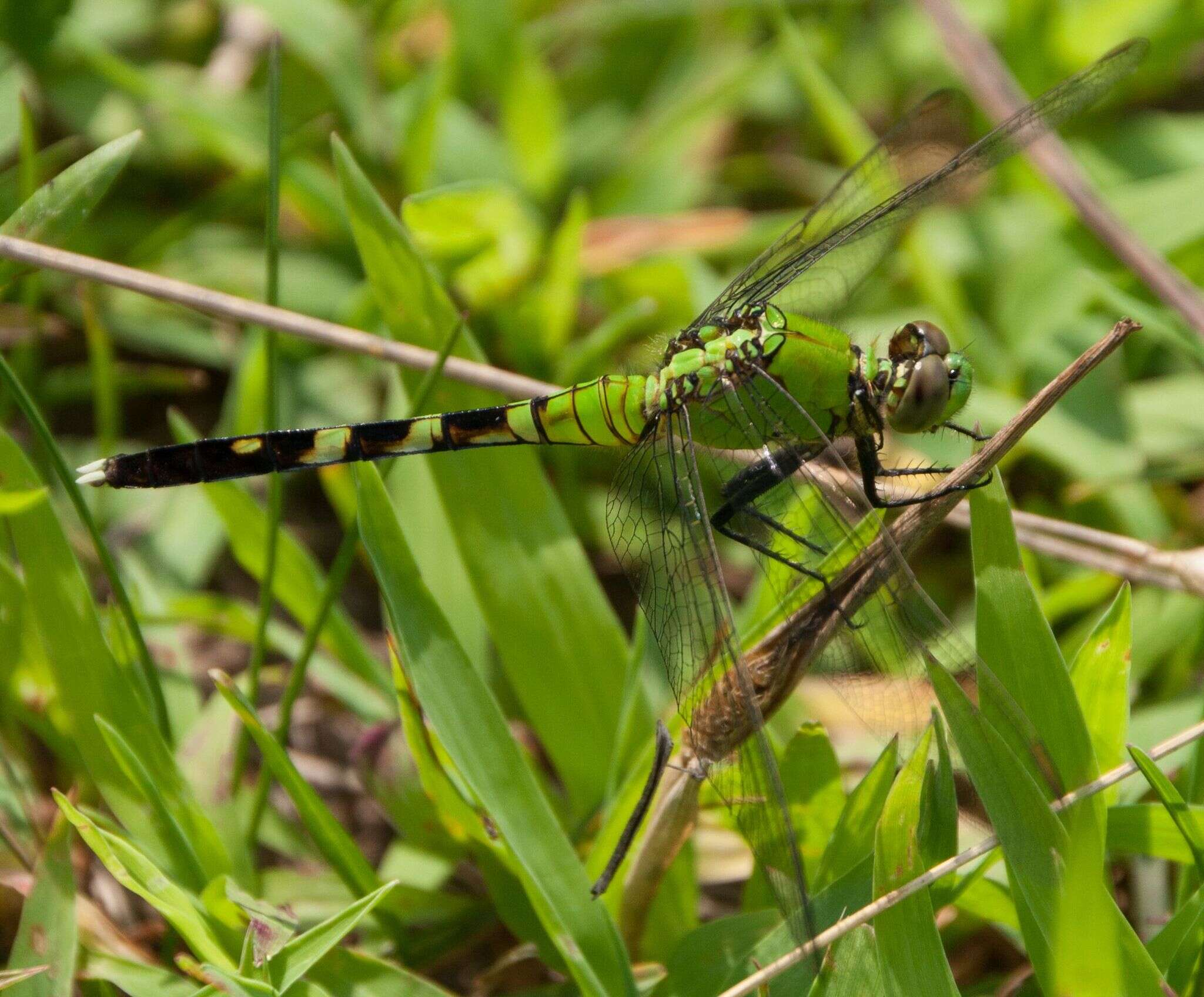 Imagem de Erythemis simplicicollis (Say 1840)