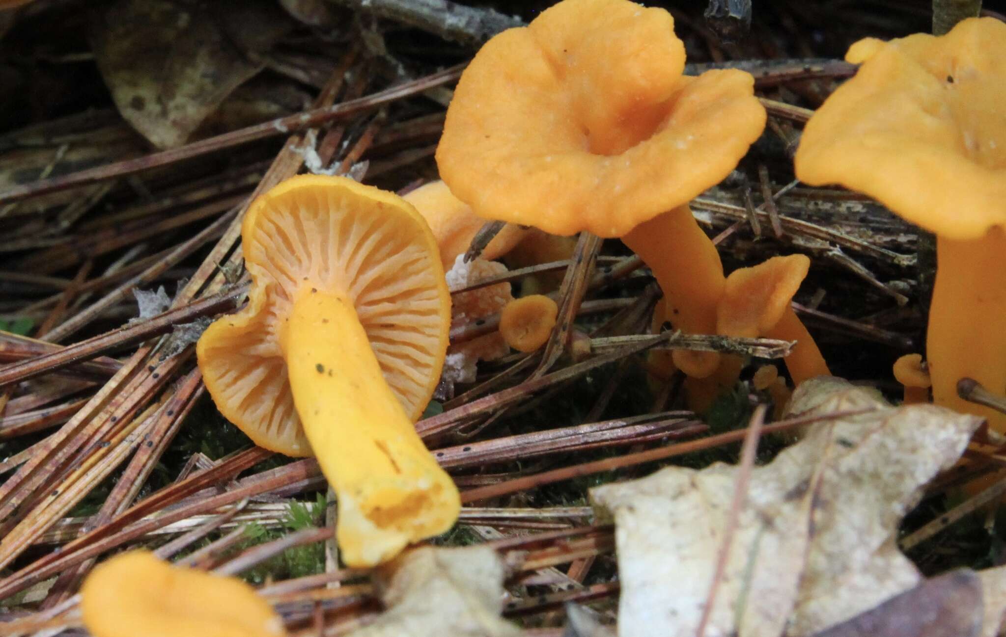 Image of Craterellus ignicolor (R. H. Petersen) Dahlman, Danell & Spatafora 2000