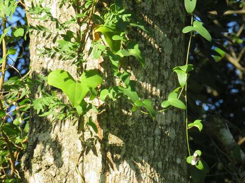 Image of Dioscorea sylvatica Eckl.