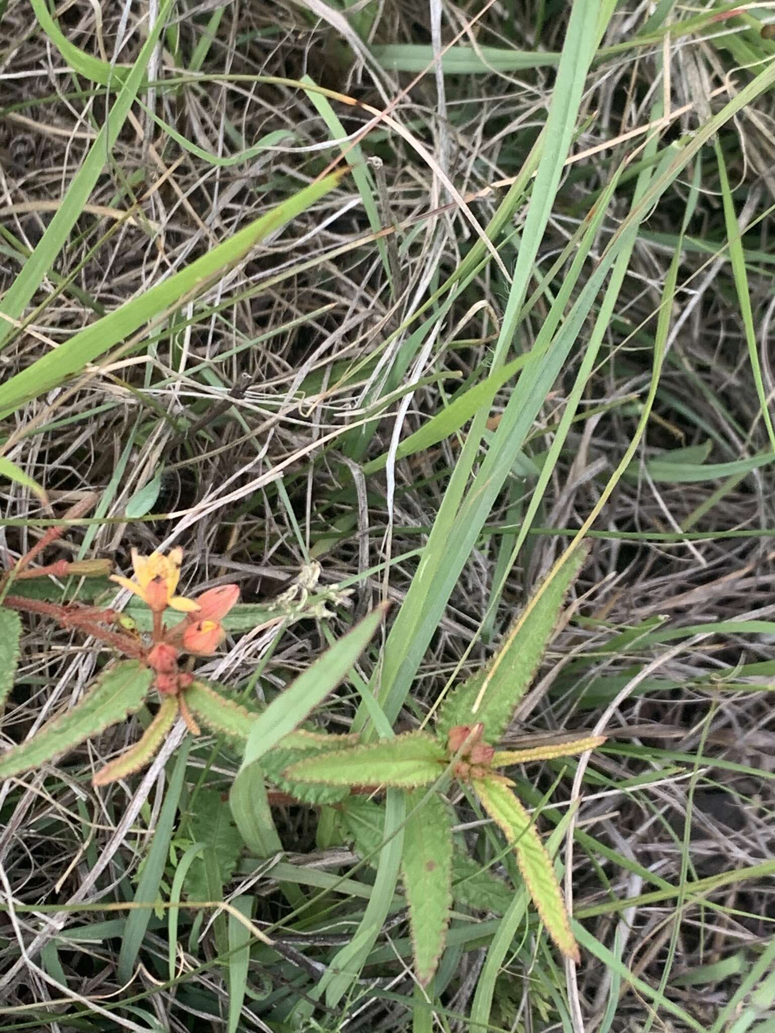 Image of Corchorus confusus Wild