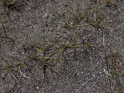 Image of Zoysia minima (Colenso) Zotov