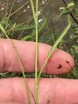 Image of Alepidea attenuata Weimarck