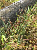 Image of Petrosedum rupestre (L.) P. Heath