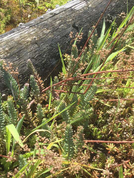 Image of Petrosedum rupestre (L.) P. Heath