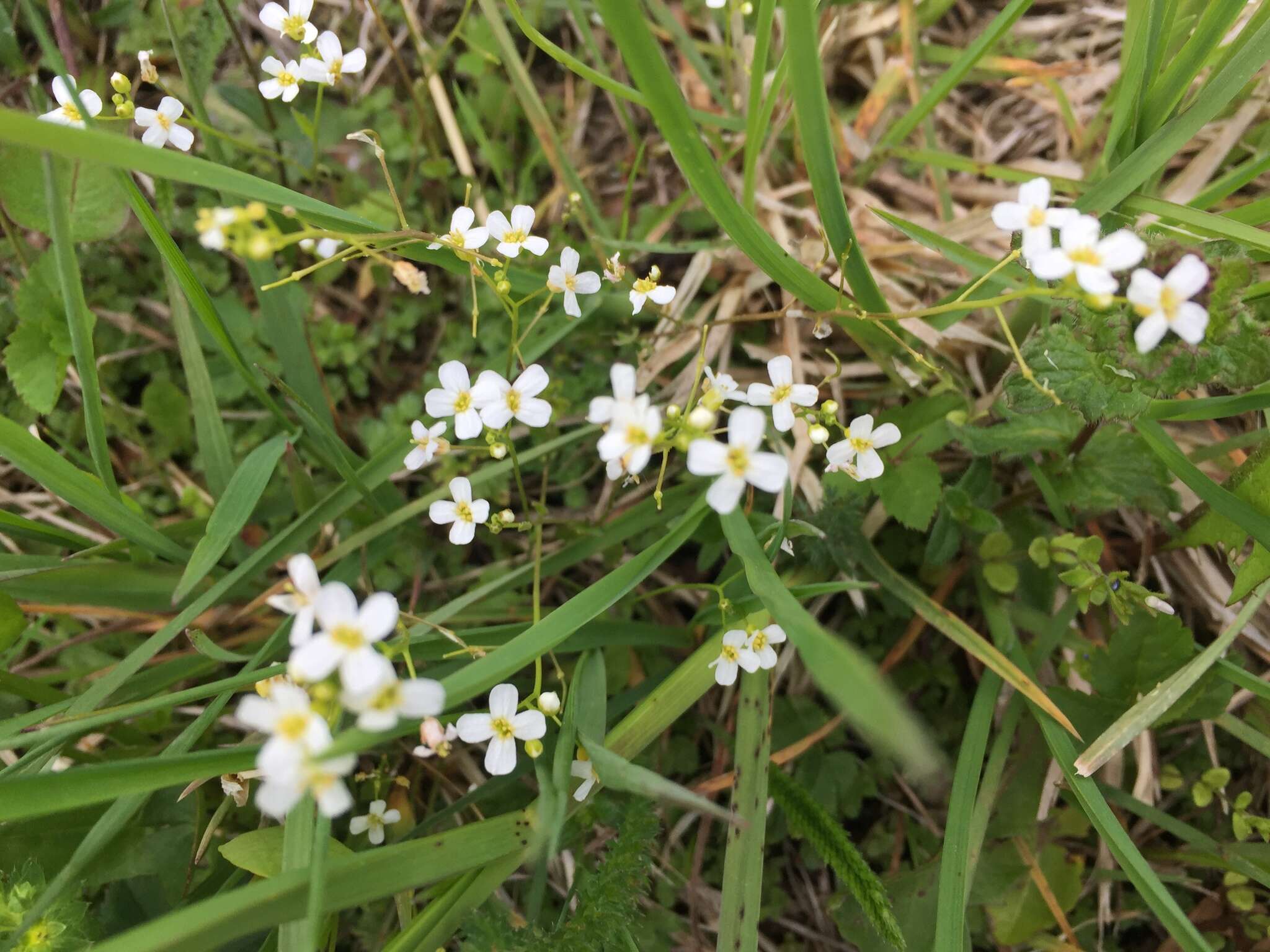 Image of Arabidopsis halleri (L.) O'Kane & Al-Shehbaz