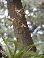 Image of Oncidium laeve (Lindl.) Beer