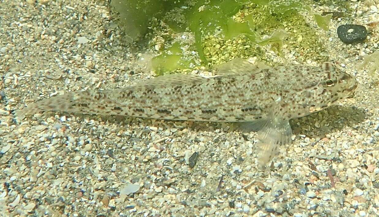 Image of Incognito Goby