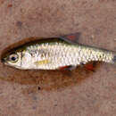 Image of East African redfinned barb