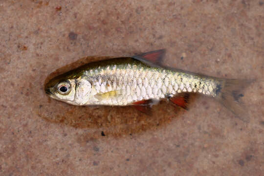 Image of East African redfinned barb