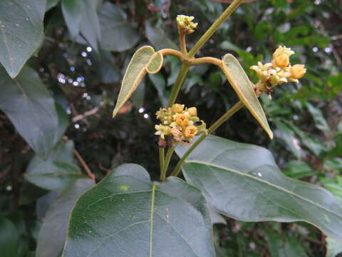 Image of Parsonsia velutina R. Br.