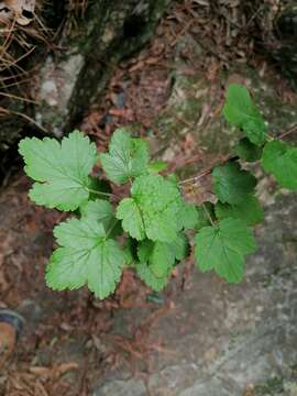 Image of Ribes ciliatum Humb. & Bonpl. ex Roem. & Schult.