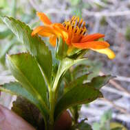 Image of Bidens clarendonensis Britt.