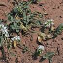 Image of Heliotropium veronicifolium Griseb.