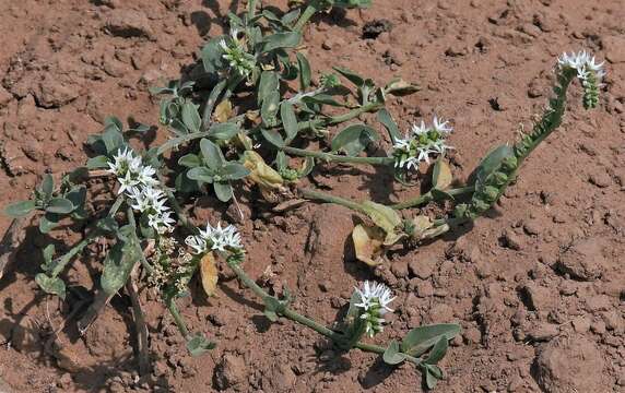 Image of Heliotropium veronicifolium Griseb.