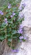 Image of Campanula fenestrellata subsp. fenestrellata